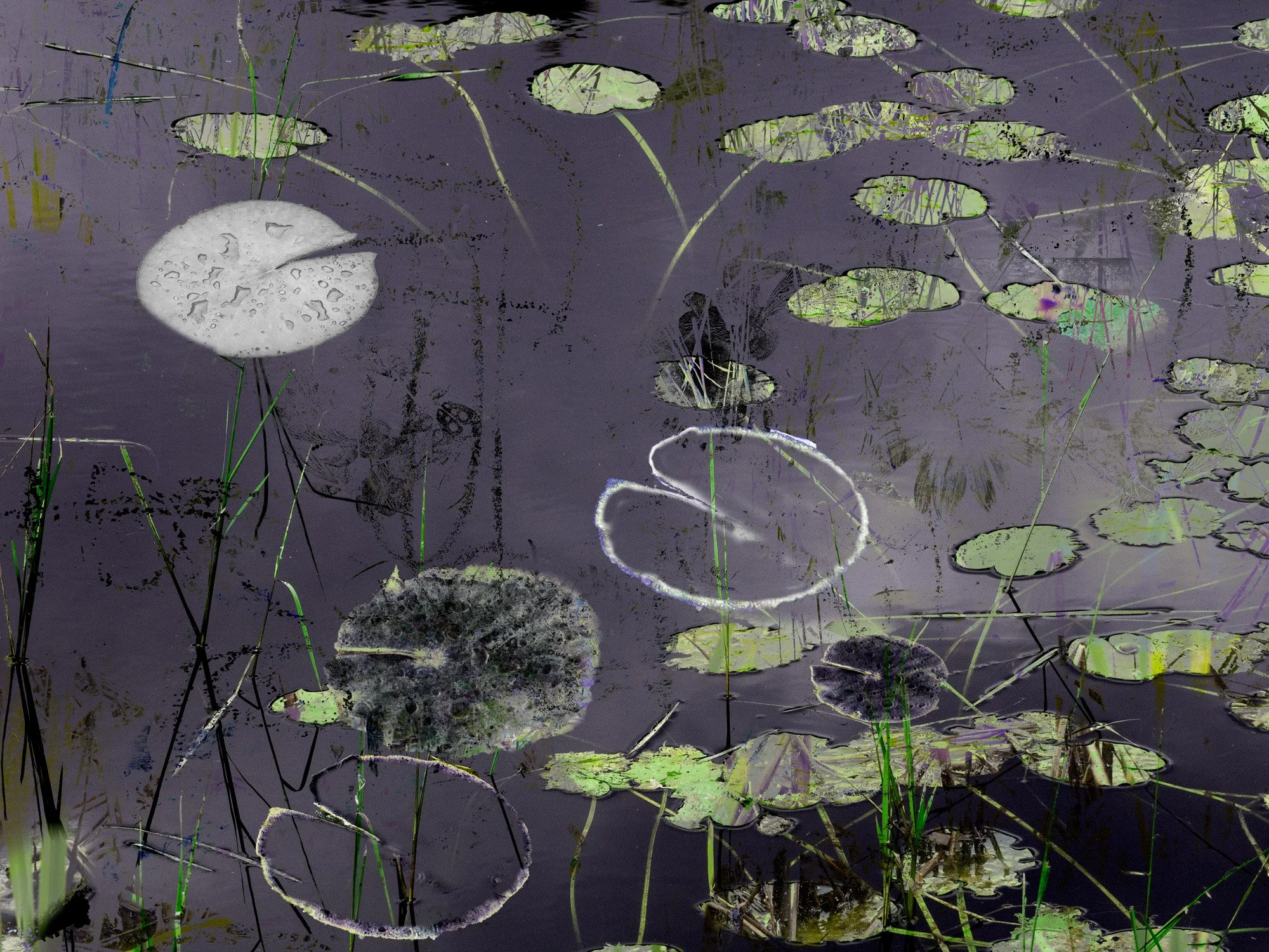Water Lilies — carol eisenberg